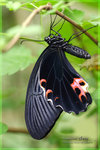 Papilio protenor �Ż�