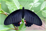 Papilio protenor �Ż�