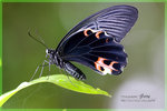 Papilio protenor �Ż�