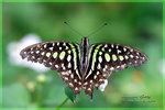 Graphium agamemnon �ήv�C��