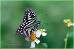 Graphium agamemnon �ήv�C��