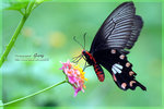 Pachliopta aristolochiae ���]��