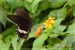 Pipilio polytes �ɱa��