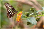 Graphium agamemnon �ήv�C��