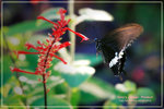 Pipilio polytes �ɱa��