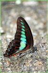 Graphium sarpedon �C��