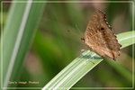 Junonia atlites �i�����潺