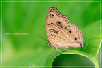 Junonia almana �����潺