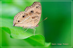 Junonia almana �����潺