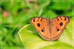 Junonia almana �����潺