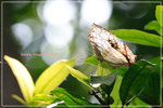 Cryestis thyodamas �����潺