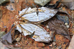 Cryestis thyodamas �����潺