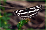 Neptis hylas �����潺