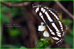 Neptis hylas �����潺