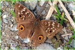 Junonia lemonias �D���潺