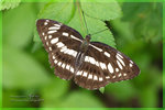 Neptis hylas �����潺