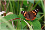 Vanessa cardui �p���潺