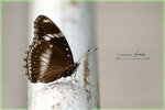 Hypolimnas bolina �۵����潺