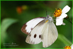 Pieris canidia �F��毻��
