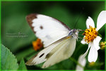 Pieris canidia �F��毻��