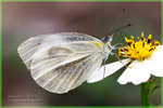 Pieris rapae �毻��