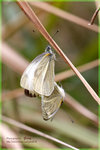 Pieris rapae �毻��