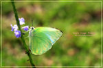 Catopsilia pyranthe ����E����
