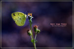 Eurema blanda ��������