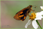 Poanthus trachala �_�����ǧ˽�