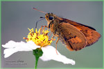 Poanthus trachala �_�����ǧ˽�
