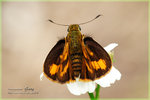 Poanthus trachala �_�����ǧ˽�