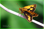 Telicota besta �¯ߪ��Ч˽�