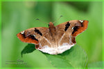 Odontoptilum angulatum ���ͧ˽� 
