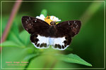 Tagiades litigiosus �g��ȧ˽�