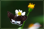 Tagiades litigiosus �g��ȧ˽�