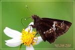Hyaroyis adrastus �Ƨ˽�