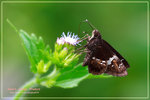 Hyaroyis adrastus �Ƨ˽�