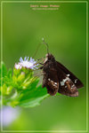 Hyaroyis adrastus �Ƨ˽�