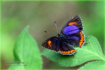 Heliophorus epicles �״��m�ǽ�