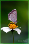Zizeeria maha �`��ǽ�