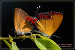 Heliophorus epicles �״��m�ǽ�
