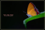 Heliophorus epicles �״��m�ǽ�