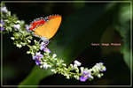 Heliophorus epicles �״��m�ǽ�
