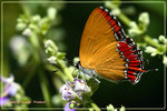 Heliophorus epicles �״��m�ǽ�