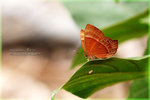 Abisara echerius �D�ؽŸý�