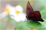 Abisara echerius �D�ؽŸý�