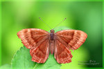 Abisara echerius �D�ؽŸý�