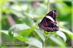Lethe confusa �ձa�L����