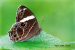 Lethe confusa �ձa�L����