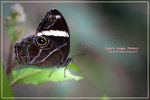 Lethe confusa �ձa�L���� 